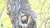 猫头鹰的家，小小的树洞里塞了多少只猫头鹰