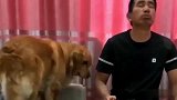 金毛劝不住主人抽烟，最后还模仿主人吸烟！