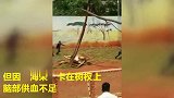 昆明动物园一长颈鹿蹭痒 头卡枝杈死亡