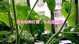 女孩在工作和学习上忙碌，阳台的蔬菜没有打理却结出果实
