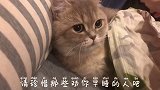 卖萌无效，赶紧睡觉猫咪的日常