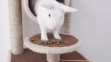 地盘战斗！猫要争夺老大的位置