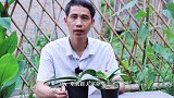 栽种蝴蝶兰，用树皮好？还是青苔好？