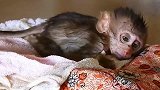小猴宝伤痕累累，奄奄一息的样子看上去让人心疼