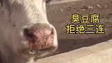 本以为小牛什么都吃，直到遇上了臭豆腐，吓的连忙后退