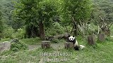 之前繁殖大熊猫非常困难，十年的时间，只有一只收获