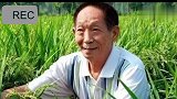 袁隆平弟子:袁老走得安详，未留下最后的话 袁隆平 袁老，一路走好