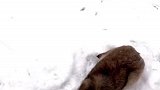 下雪了，出来遛遛狗，谁说土狗训练不了，看看小黄乖不乖