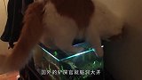 猫有多想吃鱼鱼缸里的鱼表示弱小无助