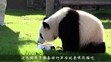 熊猫宝宝得到一根极品竹笋，吃得正香时妈妈来了，下一秒憋住别笑