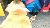 狗狗不仅要接姐姐放学，还要负责帮忙拿书包，这狗子真的好暖心啊