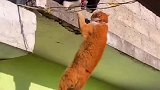黑猫堵黄猫，黄毛上下两难