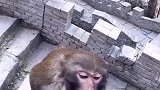 搞笑的猴子啊