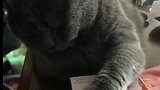 一只贪财的猫咪，喵：桌子上都是我的！不准拿！