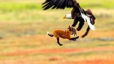 狐狸叼着猎物，突然被老鹰带上天去，下一秒老鹰做出奇葩的举动