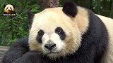 大熊猫五一犯困时的全身特写，有没有萌到你？