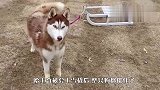 哈士奇又名雪橇犬，一开始是用来训练拉雪橇的，现只会撒娇卖萌