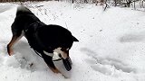 牵引绳掉进雪坑，狗狗竟然把牵引绳拿出来了，这狗真是好聪明