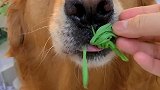 猫草狗狗也可以吃！在家自己种猫草，省的豆豆跑出去找草吃！