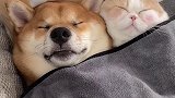 在吗？一起睡个觉动物图鉴 柴犬 萌宠