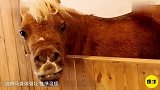 世界上最小的马种身高仅80公分，号称马界法拉利