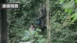 熊猫：众多大熊猫宝宝堆里，混入了“巨婴”胖大海!