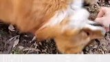 给狐狸挠痒痒它居然笑出声，感觉身上到处都是痒痒肉