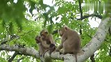 小猴被几只坏猴子抱到树上折磨，差点都要掉下去了