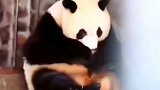 熊猫宝宝：不管你多大，妈妈的爱永远不变
