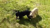 两只可爱的斗牛犬宝宝，在草地上玩得好开心啊