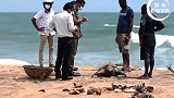 斯里兰卡海岸现数百海龟海豚尸体 保护动物