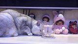 拒绝猫爪杯，从猫开始！