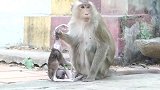 小猴子死了，猴妈不忍放弃，悲痛无语言说
