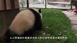 呆萌可爱的熊猫，十分招人喜欢，不愧是国宝
