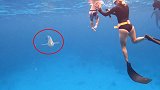 澳大利亚网红夫妻带两岁儿子在海中与鲨鱼一起游泳