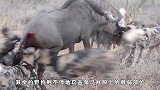 角马被野狗咬住嘴巴，沦为野狗的食物，大自然太残酷！