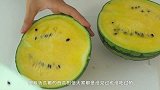 老外脑洞大开！自制紫色西瓜，尝了一口味道有点上头