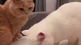 专一的小猫咪，直勾勾盯着白猫，真是太搞笑了