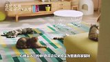 沙雕主人扮无脸怪吓猫咪，结果偷鸡不成蚀把米，心疼主人一秒钟!