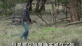 一拳打懵！袋鼠VS战斗民族！