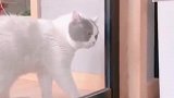 猫：快开门，放我进来，我也要吃！