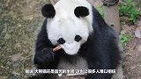 唯一不属于我国的大熊猫，无法回到祖国怀抱，原因让人心疼！