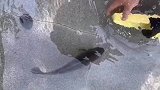 小伙用拖鞋捕鱼，一捕一个准