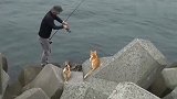 猫咪陪着主人去钓鱼,抓到鱼后喵星人可兴奋坏了
