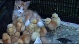 一群小鸡把猫咪当成了妈妈，猫己经生无可恋了，看一次笑一次