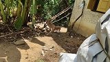 猴子欺负狗狗，结果反被只狗狗追着打，猴子这下倒霉了！