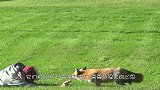 野生狐狸守在透明玻璃门外，猫咪死盯着狐狸，狐狸是来搭讪的吗