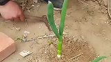 完整无损拔大葱，一根完整大葱多卖好几块，拔完一亩田得下个月了吧