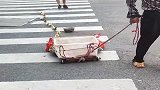不是亲眼所见我死都不信，竟还有遛小鸭子的，真是开眼界了！