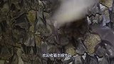 蝙蝠身上携带大量病毒，为什么自己不死？看完就知道了！